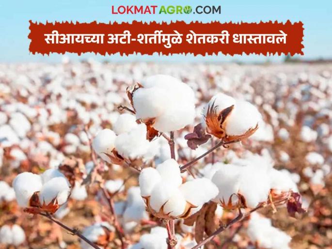 CCI's cotton procurement center also failed to respond due to moisture criteria; However, the price of cotton in the private market is low | आर्द्रतेच्या निकषांमुळे सीसीआयच्या कापूस खरेदी केंद्रावरही प्रतिसाद मिळेना; खासगी बाजारात कापसाचे दर मात्र कमीच CCI's cotton procurement center also failed to respond due to moisture criteria; However, the price of cotton in the private market is low | आर्द्रतेच्या निकषांमुळे सीसीआयच्या कापूस खरेदी केंद्रावरही प्रतिसाद मिळेना; खासगी बाजारात कापसाचे दर मात्र कमीच
