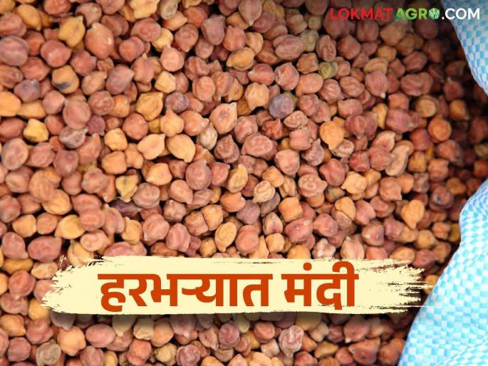 Agriculture Market Update: Potential for large-scale production of gram in Australia; Decline in gram | Agriculture Market Update : ऑस्ट्रेलियामध्ये हरभऱ्याचे उत्पादन मोठ्या प्रमाणात होण्याची शक्यता; हरभऱ्यात मंदी Agriculture Market Update: Potential for large-scale production of gram in Australia; Decline in gram | Agriculture Market Update : ऑस्ट्रेलियामध्ये हरभऱ्याचे उत्पादन मोठ्या प्रमाणात होण्याची शक्यता; हरभऱ्यात मंदी