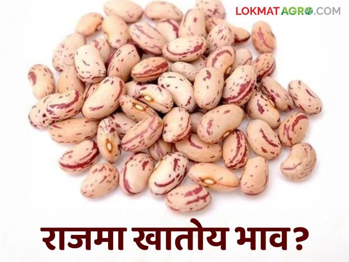 Soybean and kidney beans arrivals increased in Latur Market Committee; Read what is the price being offered | लातूर बाजार समितीत सोयाबीन आणि राजमा आवक वाढली; वाचा काय मिळतोय दर Soybean and kidney beans arrivals increased in Latur Market Committee; Read what is the price being offered | लातूर बाजार समितीत सोयाबीन आणि राजमा आवक वाढली; वाचा काय मिळतोय दर