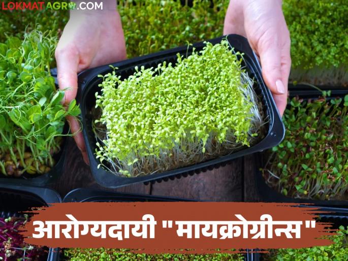 "Microgreens" are superfood leafy vegetables that can be grown at home | "मायक्रोग्रीन्स" घरच्या घरी उगवता येणारी सुपरफूड पालेभाजी