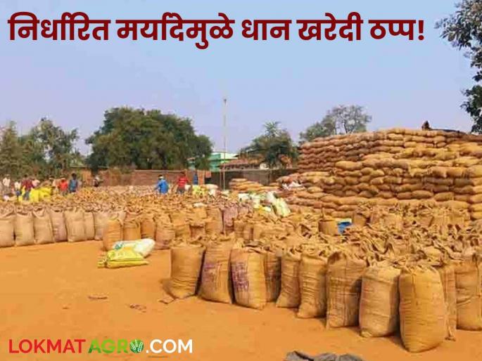 Farmers are worried due to the problem of limit at paddy procurement centers; There is a demand to increase the limit | धान खरेदी केंद्रांवर लिमिटच्या अडचणीमुळे शेतकरी हवालदिल; लिमिट वाढवण्याची होतेय मागणी