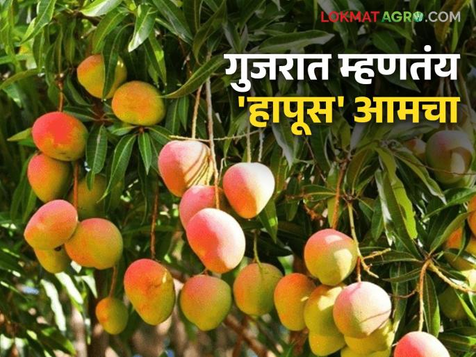 Gujarat's efforts for the classification of 'Hapus'; Konkan gardeners strongly oppose | गुजरातचा 'हापूस'च्या मानांकनासाठी प्रयत्न; कोकणातील बागायतदारांनी केला कडाडून विरोध