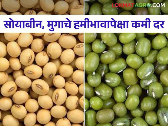 Market Update: On the occasion of Pola, Ganeshotsav, there is a rush of customers in the market; Soybean and mungbean prices fell below the government guaranteed price | Market Update : पोळा, गणेशोत्सवानिमित्त बाजारात ग्राहकांची लगबग; सोयाबीन अन् मुगाचे दर सरकारी हमीभावापेक्षा झाले कमी Market Update: On the occasion of Pola, Ganeshotsav, there is a rush of customers in the market; Soybean and mungbean prices fell below the government guaranteed price | Market Update : पोळा, गणेशोत्सवानिमित्त बाजारात ग्राहकांची लगबग; सोयाबीन अन् मुगाचे दर सरकारी हमीभावापेक्षा झाले कमी