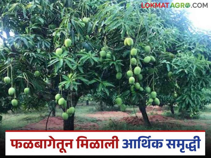 Benefit was taken from the orchard planting scheme; Mango is making Vidarbha farmers rich | फळबाग लागवड योजनेतून घेतला होता लाभ; विदर्भाच्या शेतकऱ्यांना आंबा करतोय मालामाल Benefit was taken from the orchard planting scheme; Mango is making Vidarbha farmers rich | फळबाग लागवड योजनेतून घेतला होता लाभ; विदर्भाच्या शेतकऱ्यांना आंबा करतोय मालामाल