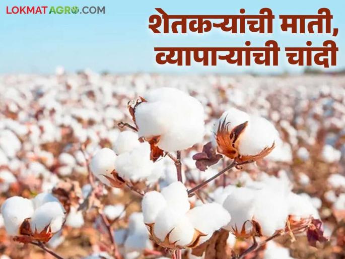 Prices increase after farmers run out of cotton; Cotton producers are furious | शेतकऱ्यांकडील कापूस संपल्यावर भाववाढ; कापूस उत्पादकांत तीव्र संताप Prices increase after farmers run out of cotton; Cotton producers are furious | शेतकऱ्यांकडील कापूस संपल्यावर भाववाढ; कापूस उत्पादकांत तीव्र संताप