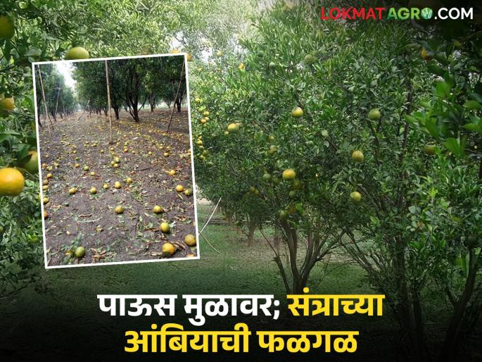 'Excessive rain' threatens oranges; Attacks of fungal diseases like 'Phytophthora brown rot' and fruit drop also increase | 'अतिवृष्टी'ने संत्रा धोक्यात; 'फायटोप्थोरा ब्राऊन रॉट' सारख्या बुरशीजन्य रोगांचा अटॅक तर फळगळ देखील वाढली