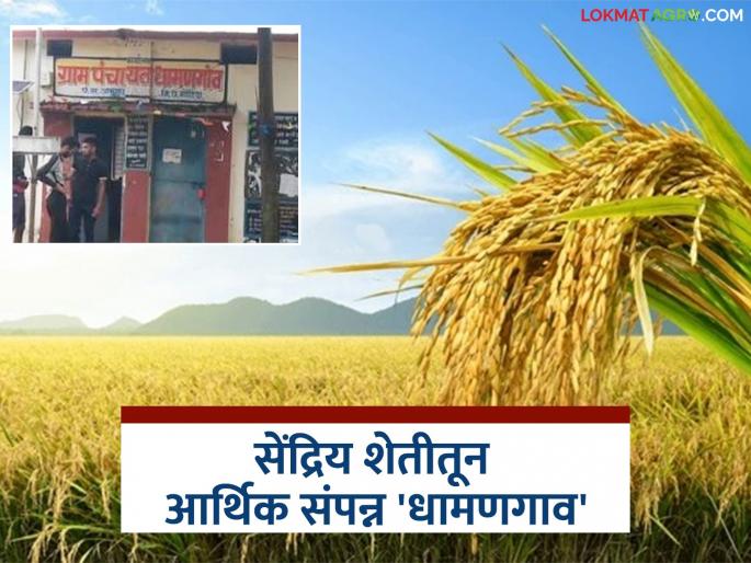 'Dhamangaon' organic farming group is doing an annual turnover of 1.5 crores; Read the story of a village that achieved development through group farming | 'धामणगाव'चा सेंद्रिय शेतीचा गट करतोय वार्षिक दीड कोटींची उलाढाल; समूह शेतीतून विकास साधणाऱ्या गावाची वाचा कहाणी