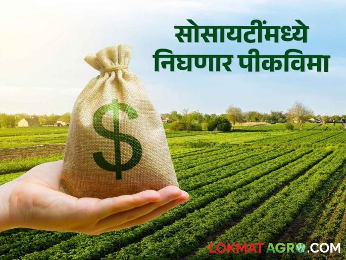 Crop Insurance Computerized societies can take out crop insurance for farmers | Crop Insurance संगणकीकरणाने सोसायट्यांना काढता येणार शेतकऱ्यांचा पीकविमा Crop Insurance Computerized societies can take out crop insurance for farmers | Crop Insurance संगणकीकरणाने सोसायट्यांना काढता येणार शेतकऱ्यांचा पीकविमा