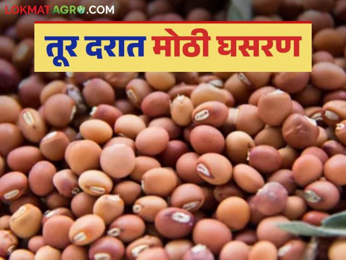 Tur Market: Prices have fallen drastically compared to December; Farmers face the question of whether to sell or keep tur | Tur Market : डिसेंबर महिन्याच्या तुलनेत दर कमालीचे घसरले; तूर विकायची की ठेवायची शेतकऱ्यांसमोर प्रश्न Tur Market: Prices have fallen drastically compared to December; Farmers face the question of whether to sell or keep tur | Tur Market : डिसेंबर महिन्याच्या तुलनेत दर कमालीचे घसरले; तूर विकायची की ठेवायची शेतकऱ्यांसमोर प्रश्न