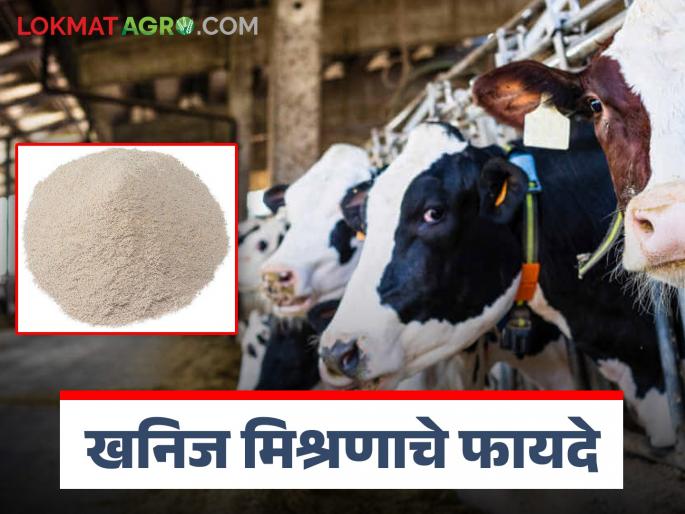 Benefits of Mineral Mixture : Now cows will come to Heat without giving pills, just feed them every day the powder of mineral mixture | Benefits of Mineral Mixture : आता गोळी न देता गाई येतील माजावर फक्त त्यांना दररोज खाऊ घाला खनिज मिश्रणाची पावडर Benefits of Mineral Mixture : Now cows will come to Heat without giving pills, just feed them every day the powder of mineral mixture | Benefits of Mineral Mixture : आता गोळी न देता गाई येतील माजावर फक्त त्यांना दररोज खाऊ घाला खनिज मिश्रणाची पावडर