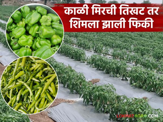 Compared to last year, black pepper is hotter this year while shimla is paler; read what is the price being offered | गेल्या वर्षीच्या तुलनेत यंदा काळी मिरची तिखट तर शिमला झाली फिकी; वाचा काय मिळतोय दर