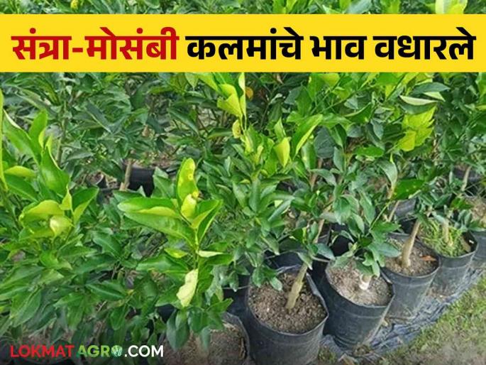 Due to reduced demand, the prices of orange-mossambi grafts increased | मागणी घटल्याने संत्रा-मोसंबी कलमांचे भाव वधारले Due to reduced demand, the prices of orange-mossambi grafts increased | मागणी घटल्याने संत्रा-मोसंबी कलमांचे भाव वधारले