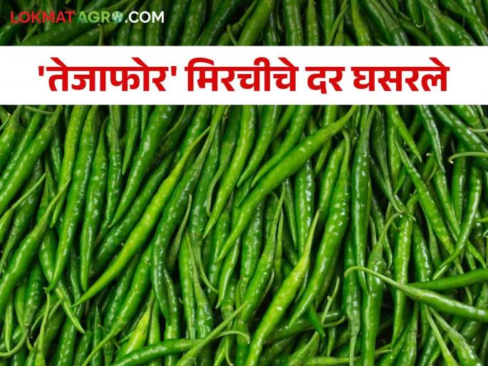 Green Chilli Tejafor chilli prices fall by 60 percent; A result of lack of demand in the market | Green Chilli तेजाफोर मिरचीचे दर ६० टक्के घसरले; बाजारात मागणी नसल्याचा परिणाम Green Chilli Tejafor chilli prices fall by 60 percent; A result of lack of demand in the market | Green Chilli तेजाफोर मिरचीचे दर ६० टक्के घसरले; बाजारात मागणी नसल्याचा परिणाम