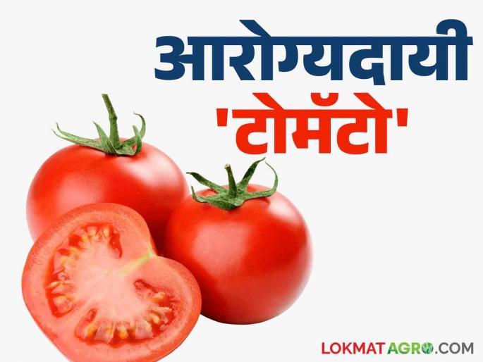 Health Benefits Of Tomato: Eat beneficial tomatoes regularly; There will be many benefits for strong health | Health Benefits Of Tomato : नियमित खा गुणकारी टोमॅटो; सदृढ आरोग्याला होतील अनेक फायदे Health Benefits Of Tomato: Eat beneficial tomatoes regularly; There will be many benefits for strong health | Health Benefits Of Tomato : नियमित खा गुणकारी टोमॅटो; सदृढ आरोग्याला होतील अनेक फायदे