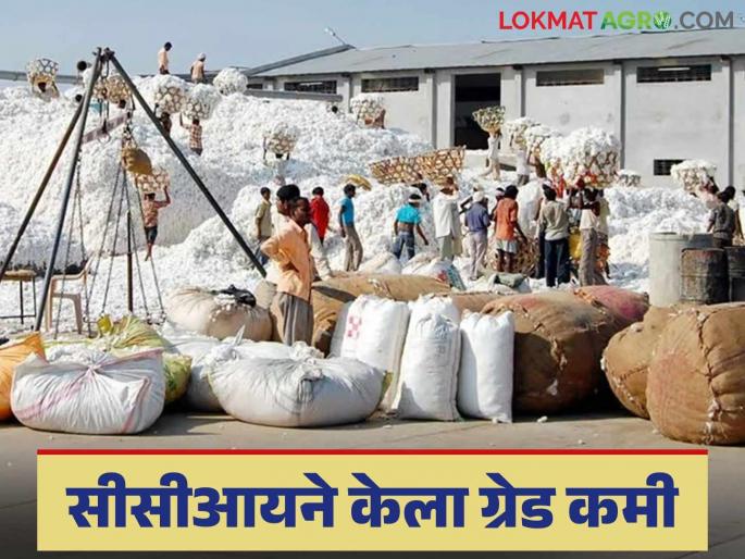 Cotton Market: Cotton prices are determined by the price of cotton; Farmers hope for a price hike | Cotton Market : रुईच्या झडतीवर ठरतो कापसाला भाव; शेतकऱ्यांना दरवाढीची आस Cotton Market: Cotton prices are determined by the price of cotton; Farmers hope for a price hike | Cotton Market : रुईच्या झडतीवर ठरतो कापसाला भाव; शेतकऱ्यांना दरवाढीची आस