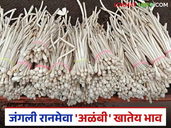 Wild Alambi 'Satya', a wild vegetable, has made a strong entry into the market; It is fetching record prices | जंगली अळंबी 'सात्या' रानभाजीने घेतली बाजारात जबरदस्त एन्ट्री; मिळतोय विक्रमी दर