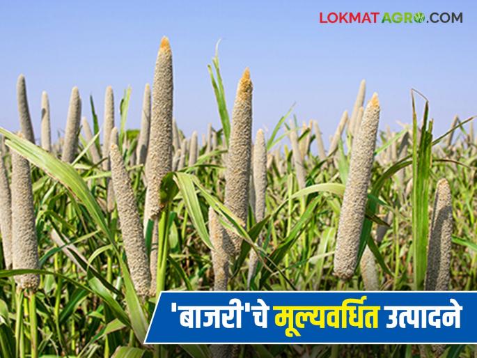 This product, which is in demand in the market all year round, should be produced; Employment opportunities will be available by adding value to millet | बाजारात वर्षभर मागणी असलेल्या 'या' उत्पादनाची करा निर्मिती; बाजरीचे मूल्यवर्धन होऊन उपलब्ध होतील रोजगार संधी This product, which is in demand in the market all year round, should be produced; Employment opportunities will be available by adding value to millet | बाजारात वर्षभर मागणी असलेल्या 'या' उत्पादनाची करा निर्मिती; बाजरीचे मूल्यवर्धन होऊन उपलब्ध होतील रोजगार संधी
