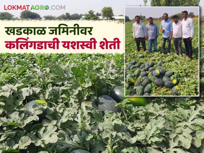 Income of nine lakhs from watermelon on rocky land; Successful experiment of farmer from Gangapur | खडकाळ जमिनीवर कलिंगडातून नऊ लाखांचे उत्पन्न; गंगापूर येथील शेतकऱ्याचा यशस्वी प्रयोग Income of nine lakhs from watermelon on rocky land; Successful experiment of farmer from Gangapur | खडकाळ जमिनीवर कलिंगडातून नऊ लाखांचे उत्पन्न; गंगापूर येथील शेतकऱ्याचा यशस्वी प्रयोग