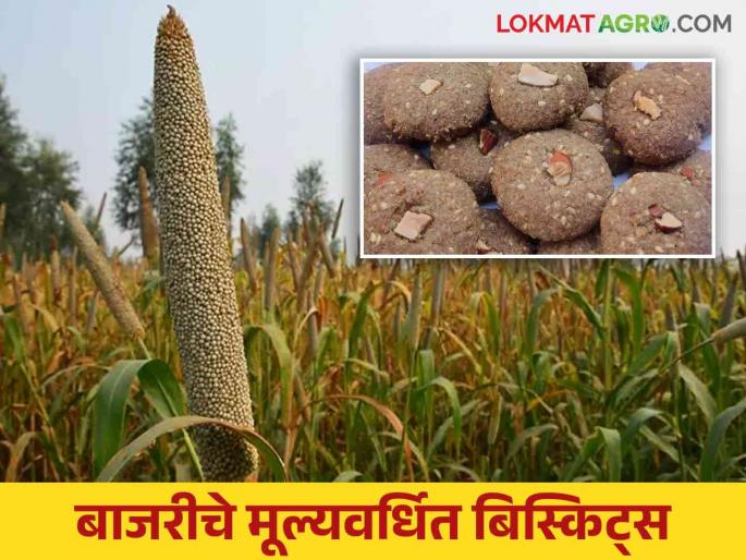 Bajra Biscuits : Healthy and delicious Bajra value added biscuits | Bajra Biscuits : आरोग्यदायी आणि स्वादिष्ट बाजरीचे मूल्यवर्धित बिस्किट्स Bajra Biscuits : Healthy and delicious Bajra value added biscuits | Bajra Biscuits : आरोग्यदायी आणि स्वादिष्ट बाजरीचे मूल्यवर्धित बिस्किट्स