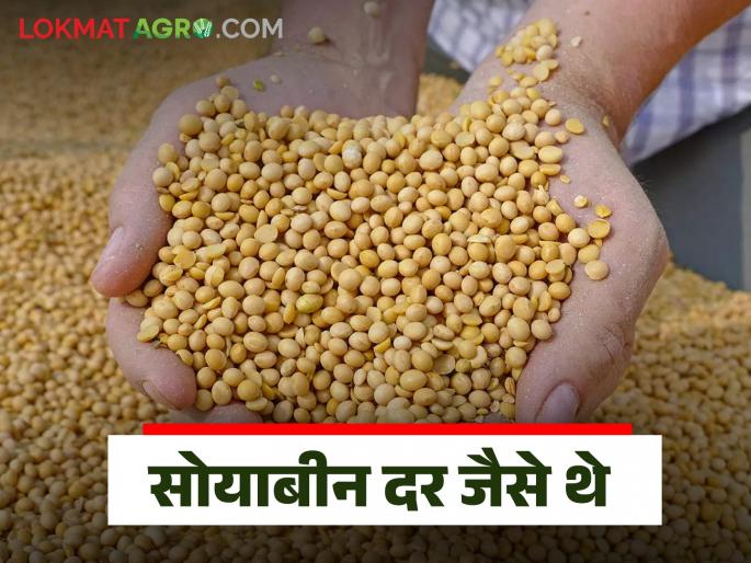 Soybean Market Update: Soybean prices were like; Read what rates are available | Soybean Market Update : सोयाबीन दर जैसे थे; वाचा काय मिळतोय दर Soybean Market Update: Soybean prices were like; Read what rates are available | Soybean Market Update : सोयाबीन दर जैसे थे; वाचा काय मिळतोय दर