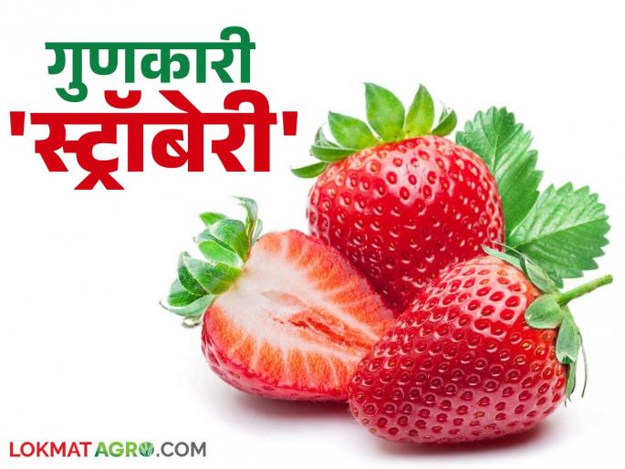Healthy strawberries will boost immunity; Read the beneficial benefits | आरोग्यदायी स्ट्रॉबेरी वाढविणार रोगप्रतिकारशक्ती; वाचा गुणकारी फायदे Healthy strawberries will boost immunity; Read the beneficial benefits | आरोग्यदायी स्ट्रॉबेरी वाढविणार रोगप्रतिकारशक्ती; वाचा गुणकारी फायदे