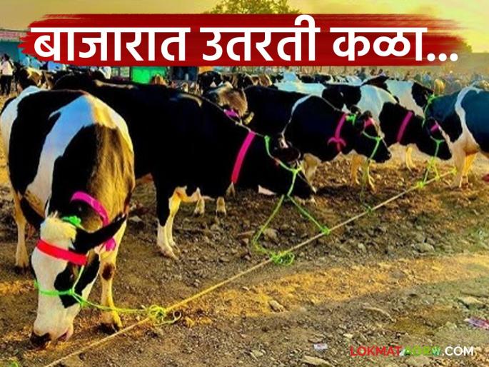 Water scarcity and serious fodder problem impact the livestock market; Prices of hybrid dairy cows slow down | पाणीटंचाई अन् चाऱ्याच्या गंभीर प्रश्नाचा जनावरांच्या बाजारावर परिणाम; संकरित दुभत्या गायींचे दर मंदावले Water scarcity and serious fodder problem impact the livestock market; Prices of hybrid dairy cows slow down | पाणीटंचाई अन् चाऱ्याच्या गंभीर प्रश्नाचा जनावरांच्या बाजारावर परिणाम; संकरित दुभत्या गायींचे दर मंदावले
