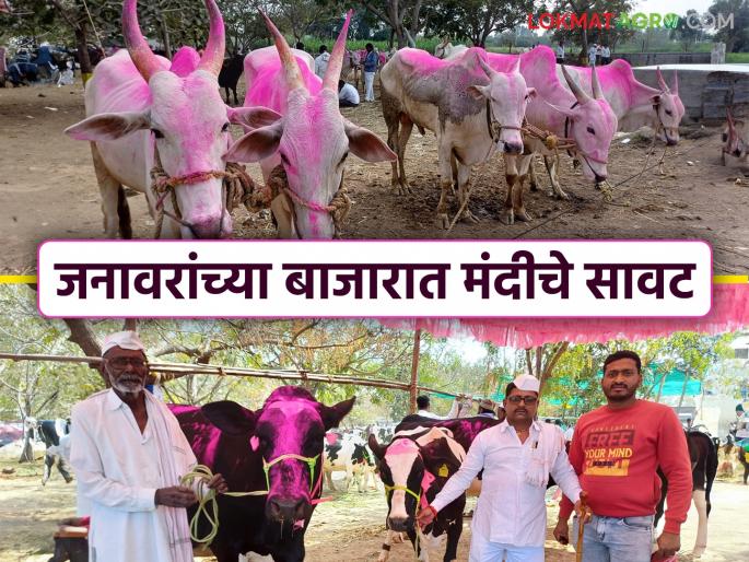 Farmers are being hit by the fall in milk prices; Selling prices in the livestock market have decreased | दुधाचा दर कमी झाल्याने शेतकऱ्यांना बसतोय फटका; जनावरांच्या बाजारात विक्रीचे भाव मंदावले