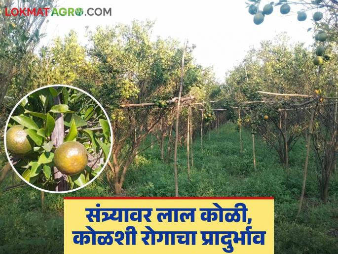 Impact of changing climate; Farmers in financial crisis due to outbreak of red spider mite and canker disease on oranges | बदलत्या हवामानाचा फटका; संत्र्यावर लाल कोळी, कोळशी रोगाचा प्रादुर्भाव झाल्याने शेतकरी आर्थिक संकटात Impact of changing climate; Farmers in financial crisis due to outbreak of red spider mite and canker disease on oranges | बदलत्या हवामानाचा फटका; संत्र्यावर लाल कोळी, कोळशी रोगाचा प्रादुर्भाव झाल्याने शेतकरी आर्थिक संकटात