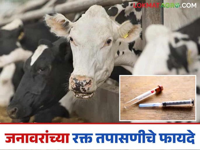Cost and time will be saved; Blood tests will reveal the exact cause of animal diseases | खर्च अन् वेळेत होईल बचत; रक्त तपासणीतून कळेल जनावरांच्या आजाराचे नेमके कारण Cost and time will be saved; Blood tests will reveal the exact cause of animal diseases | खर्च अन् वेळेत होईल बचत; रक्त तपासणीतून कळेल जनावरांच्या आजाराचे नेमके कारण