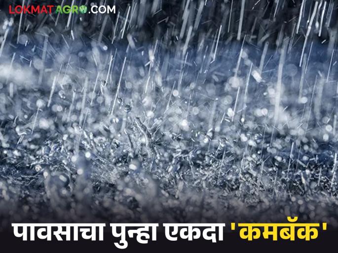 Rains make a comeback once again; Farmers get relief from heavy rains | पावसाचा पुन्हा एकदा 'कमबॅक'; मुसळधार पावसाच्या 'बॅटिंग'ने शेतकऱ्यांना मिळाला दिलासा