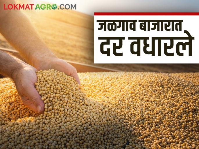 Soybean Market Rate: What is the price of soybean in the market from Marathwada to Vidarbha; Read the detailed news | Soybean Market Rate : मराठवाडा ते विदर्भ बाजारात सोयाबीनला काय मिळतोय दर; वाचा सविस्तर वृत्त Soybean Market Rate: What is the price of soybean in the market from Marathwada to Vidarbha; Read the detailed news | Soybean Market Rate : मराठवाडा ते विदर्भ बाजारात सोयाबीनला काय मिळतोय दर; वाचा सविस्तर वृत्त