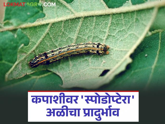 Spodoptera worm infestation on cotton has increased; do this management | कपाशीवर 'स्पोडोप्टेरा' अळीचा प्रादुर्भाव वाढला; 'असे' करा व्यवस्थापन