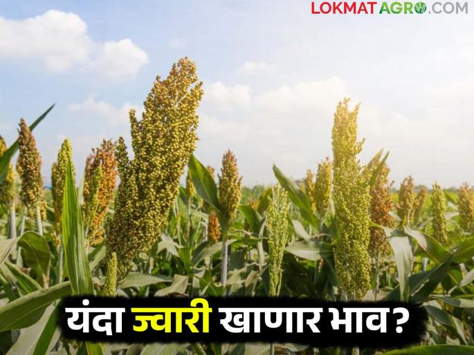 This year, the minimum support price for agricultural products in the market will be profitable. | यंदा शेतमालाला बाजारात किमान आधारभूत किंमत ठरणार फायदेशीर This year, the minimum support price for agricultural products in the market will be profitable. | यंदा शेतमालाला बाजारात किमान आधारभूत किंमत ठरणार फायदेशीर