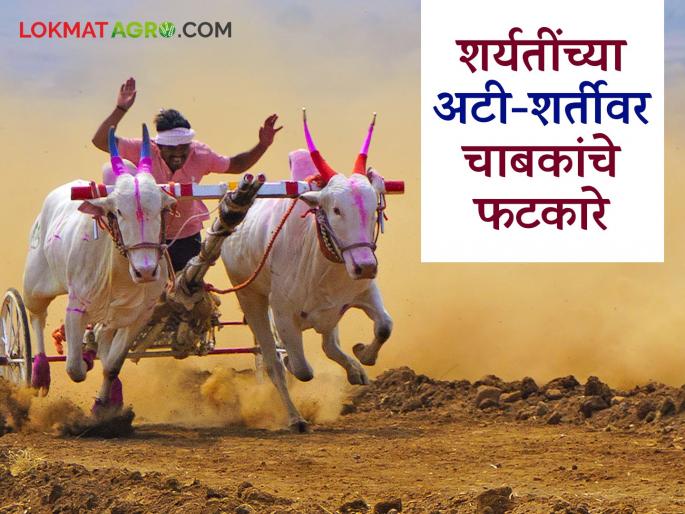 The unfortunate incident of Mukya Jiwa has once again brought to the fore the issue of bailgada sharayat | मुक्या जिवाच्या 'त्या' दुर्दैवी घटनेने बैल गाडा शर्यतीत होणाऱ्या बैलांच्या छळाचा मुद्दा पुन्हा ऐरणीवर