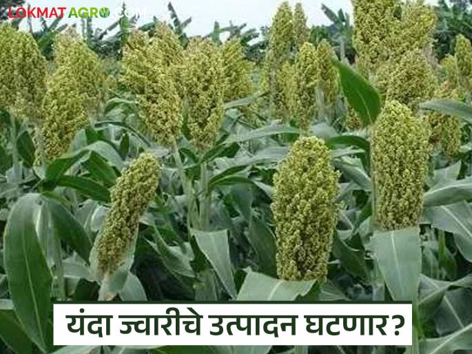 Sorghum sowing delayed due to continuous rains; Will it affect rabi sowing this year? | सलगच्या पावसामुळे ज्वारीची पेरणी खोळंबली; रब्बी पेरणीवर यंदा होणार परिणाम? Sorghum sowing delayed due to continuous rains; Will it affect rabi sowing this year? | सलगच्या पावसामुळे ज्वारीची पेरणी खोळंबली; रब्बी पेरणीवर यंदा होणार परिणाम?