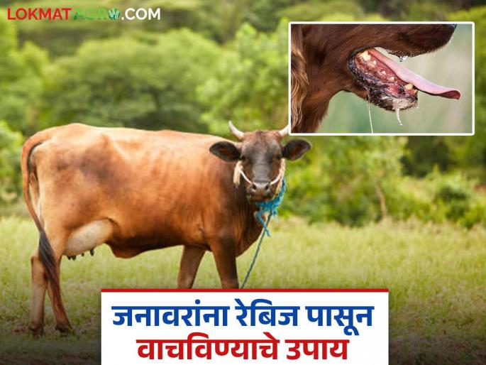 Take these simple steps to protect animals from rabies; Timely treatment will prevent financial loss | रेबिज पासून जनावरे वाचविण्यासाठी करा 'हे' सोपे उपाय; वेळेच उपचार दिल्याने टळेल आर्थिक हानी Take these simple steps to protect animals from rabies; Timely treatment will prevent financial loss | रेबिज पासून जनावरे वाचविण्यासाठी करा 'हे' सोपे उपाय; वेळेच उपचार दिल्याने टळेल आर्थिक हानी