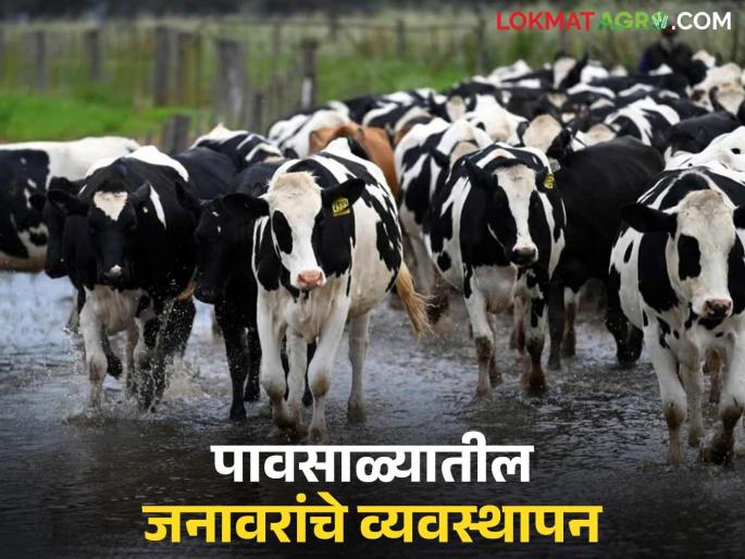 Your cattle don't have gonorrhea, scabies, or scabies, right? Take care of your animals in this way during the monsoon season. | तुमच्या गुरांना घटसर्प, फऱ्या, पायलाग तर नाही ना? पावसाळ्यात जनावरांची 'अशी' घ्या काळजी