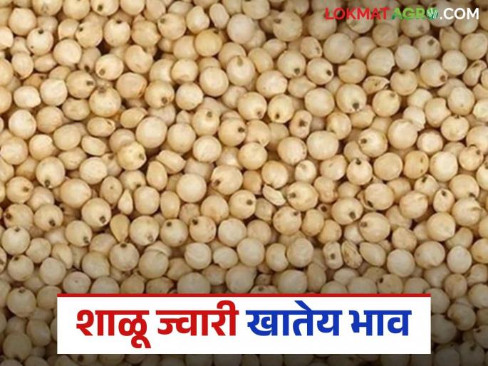 Jwari Bazaar Bhav: School sorghum market price; Read today's sorghum market price in the state | Jwari Bajar Bhav : शाळू ज्वारी खातेय भाव; वाचा राज्यातील आजचे ज्वारी बाजारभाव