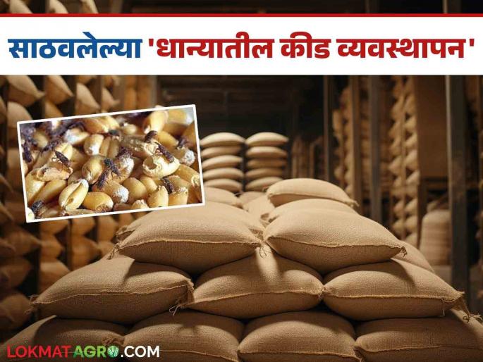 Do this to ensure long-term grain safety: Pest control in stored grain | दीर्घकाळ धान्य सुरक्षितेसाठी 'असे' करा साठवलेल्या धान्यातील कीड नियंत्रण Do this to ensure long-term grain safety: Pest control in stored grain | दीर्घकाळ धान्य सुरक्षितेसाठी 'असे' करा साठवलेल्या धान्यातील कीड नियंत्रण
