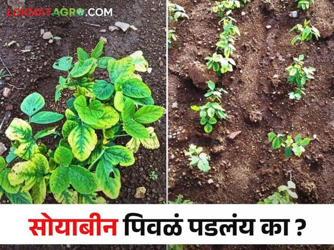 Soybean Crop Management Farmers, know the causes and remedies behind soybean yellowing | Soybean Crop Management शेतकऱ्यांनो, सोयाबीन पिवळं पडण्यामागील जाणून घ्या कारणे आणि उपाय Soybean Crop Management Farmers, know the causes and remedies behind soybean yellowing | Soybean Crop Management शेतकऱ्यांनो, सोयाबीन पिवळं पडण्यामागील जाणून घ्या कारणे आणि उपाय