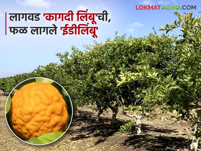 Lemon cuttings taken from Krishi Vigyan Kendra turned into ED lemons instead of lemons; Farmer suffers financial loss | कृषी विज्ञान केंद्रामार्फत घेतलेल्या लिंबाच्या कलमांना लिंबूऐवजी लागले ईडीलिंबू; शेतकऱ्याचे आर्थिक नुकसान