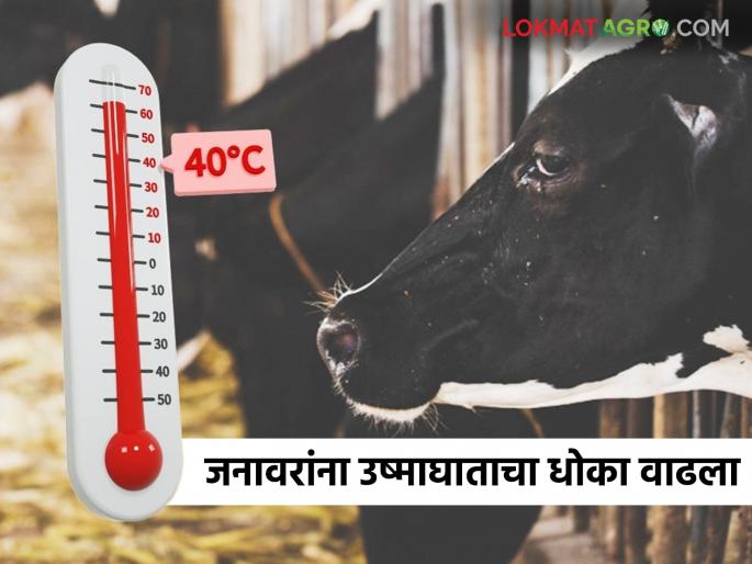 Animal Husbandry Department gave important advice; Take care of animals in summer like this | पशुसंवर्धन विभागाने दिला महत्वाचा सल्ला; 'अशी' घ्या जनावरांची उन्हाळ्यात काळजी Animal Husbandry Department gave important advice; Take care of animals in summer like this | पशुसंवर्धन विभागाने दिला महत्वाचा सल्ला; 'अशी' घ्या जनावरांची उन्हाळ्यात काळजी