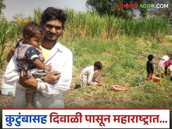 Locals' wages cannot be afforded; Thousands of laborers from Madhya Pradesh go to harvest onions in Maharashtra | स्थानिकांची मजुरी परवडेना; महाराष्ट्रात कांदा काढणीला मध्यप्रदेशातील हजारो मजूर Locals' wages cannot be afforded; Thousands of laborers from Madhya Pradesh go to harvest onions in Maharashtra | स्थानिकांची मजुरी परवडेना; महाराष्ट्रात कांदा काढणीला मध्यप्रदेशातील हजारो मजूर