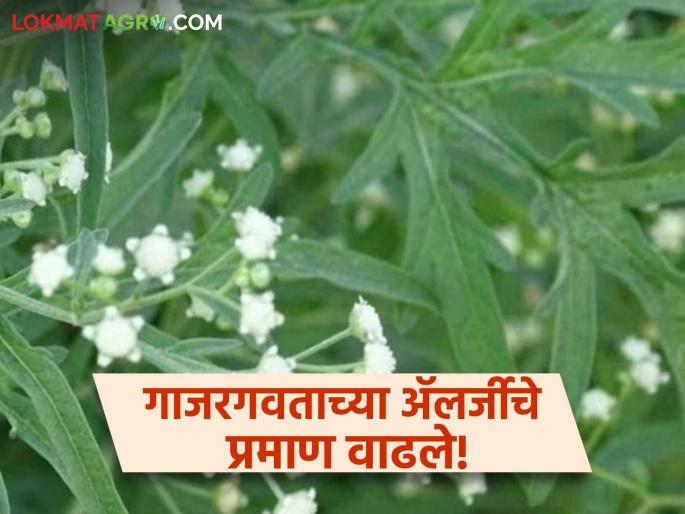 What to do if you are allergic to carrot grass? How to take care of it; Learn in detail | गाजरगवताची ॲलर्जी झाल्यास काय कराल? कशी घ्याल काळजी; जाणून घ्या सविस्तर