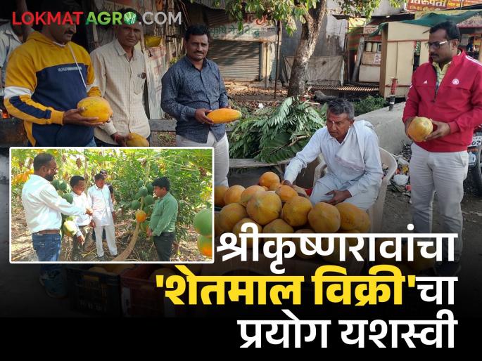 Success Story: Farmer-to-seller strategy leads to prosperity; More profit earned from direct sale of papaya | Success Story : शेतकरी ते विक्रेता धोरणाने समृद्धीची वाट; पपईच्या थेट विक्रीतून मिळविला आधिक लाभ Success Story: Farmer-to-seller strategy leads to prosperity; More profit earned from direct sale of papaya | Success Story : शेतकरी ते विक्रेता धोरणाने समृद्धीची वाट; पपईच्या थेट विक्रीतून मिळविला आधिक लाभ