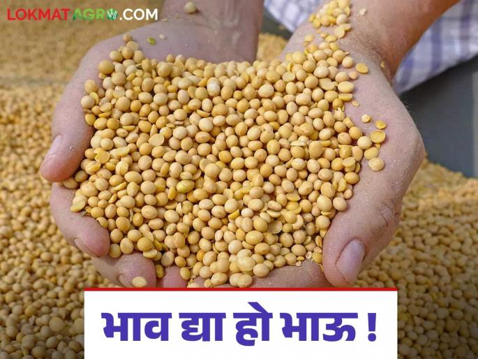 Soybean Market Rate: Due to the wedding season, soybeans are getting the lowest price in twelve years in the commodity market. | Soybean Market Rate : विवाहाचे मुहूर्त असल्याने माल बाजारात मात्र सोयाबीनला मिळतोय बारा वर्षातील नीचांकी दर Soybean Market Rate: Due to the wedding season, soybeans are getting the lowest price in twelve years in the commodity market. | Soybean Market Rate : विवाहाचे मुहूर्त असल्याने माल बाजारात मात्र सोयाबीनला मिळतोय बारा वर्षातील नीचांकी दर