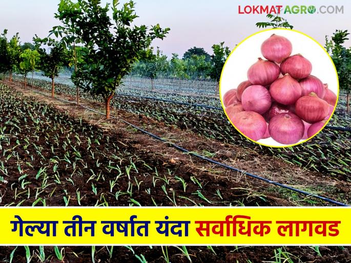 Onion Farming: This year, the state's onion depot has cultivated a record 62 thousand hectares of onion in the last three years. | Onion Farming : राज्याच्या कांदा आगारात यंदा गत तीन वर्षांतील विक्रमी ६२ हजार हेक्टर लागवड Onion Farming: This year, the state's onion depot has cultivated a record 62 thousand hectares of onion in the last three years. | Onion Farming : राज्याच्या कांदा आगारात यंदा गत तीन वर्षांतील विक्रमी ६२ हजार हेक्टर लागवड