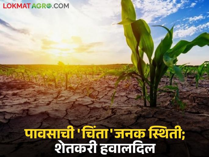Farmers' worries increased as rains turned away; 'Ya' district has a 25 percent rainfall deficit till July 22 | पावसाने पाठ फिरवल्यामुळे शेतकऱ्यांची चिंता वाढली; 'या' जिल्ह्यात २२ जुलैपर्यंत तब्बल २५ टक्के पावसाची तूट