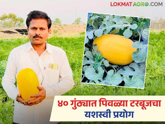 Successful experiment with yellow watermelon in Dhege Pimpalgaon's field; Omrao earned Rs. 2 lakh 40 thousand from 40 gunthas | ढेगे पिंपळगावच्या शेतात पिवळ्या टरबूजचा यशस्वी प्रयोग; ओमरावांनी घेतले ४० गुंठयात दोन लाख चाळीस हजारांचे उत्पन्न Successful experiment with yellow watermelon in Dhege Pimpalgaon's field; Omrao earned Rs. 2 lakh 40 thousand from 40 gunthas | ढेगे पिंपळगावच्या शेतात पिवळ्या टरबूजचा यशस्वी प्रयोग; ओमरावांनी घेतले ४० गुंठयात दोन लाख चाळीस हजारांचे उत्पन्न