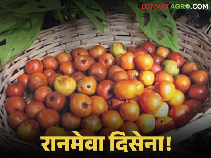 The taste of village ber is becoming rare! Now its importance is only for festivals; ber trees are on the verge of extinction | गावरान बोरांची चव होतेय दुर्मीळ! आता सणापुरतेच उरले महत्त्व; बोराची झाडे नामशेष होणाच्या मार्गावर
